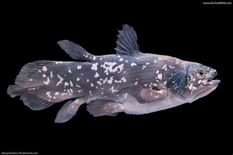 Coelacanth Facts Pictures And Information An Amazing Living Fossil Fish