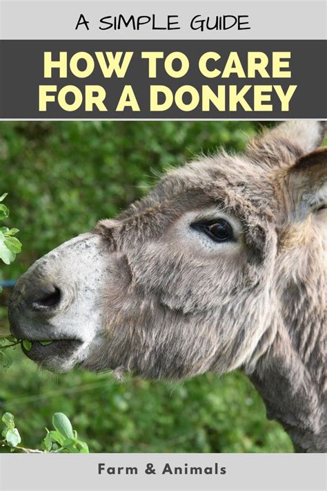 How To Care For A Donkey A Simple Guide Pet Donkey Raising Farm