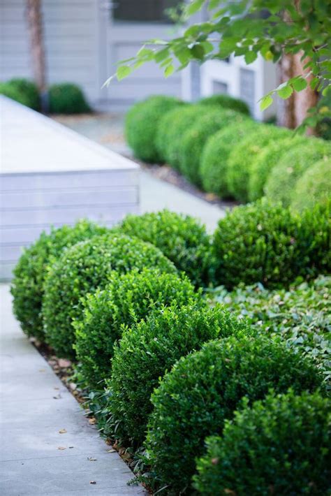 Effective as part of a naturalized planting or massed under large trees for an attractive and colorful ground cover. A repeat pattern of spherical shrubs like a walkway ...