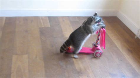Melanie Raccoon Riding Scooter Youtube