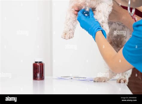 Veterinarians are performing annual check ups on dogs to look for