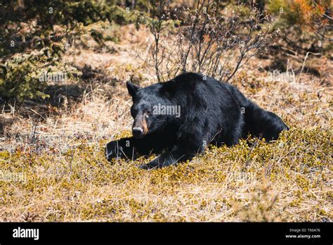 Jasper National Park Alberta Canada Black Bear Wanders Travel
