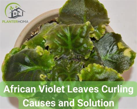 African Violet Leaves Curling Causes And Solution Planterhoma