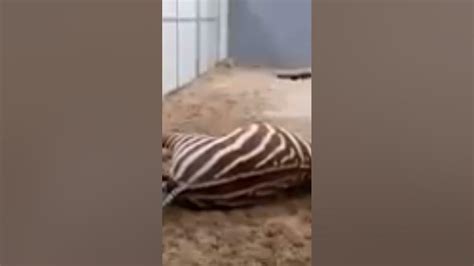 Zoo Zebra Giving Birth 👌 Youtube