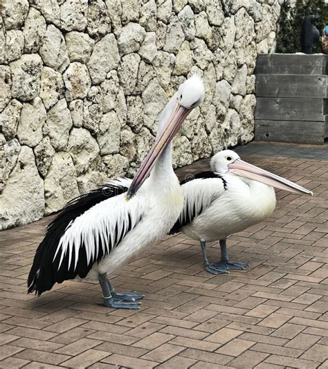 Cute Australian Pelican Stock Image Image Of Float 107540857