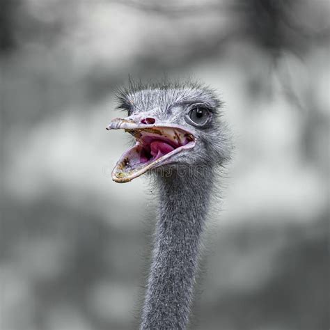 Ostrich With Mouth Open Stock Image Image Of Parks Feathers 2457237