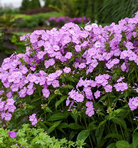 Fashionably Early Princess Garden Phlox Natorps Online Plant Store