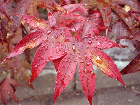 Japanese Maple Leaf Raindrops Free Photo On Pixabay Pixabay