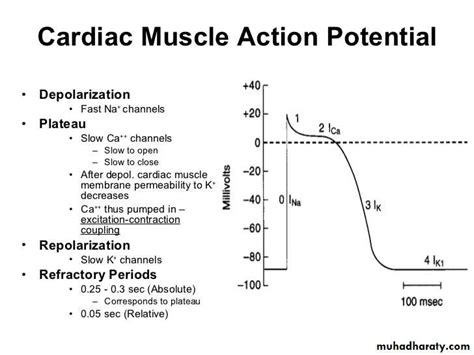 Cardiac Action Potential Pptx D Noor Muhadharaty