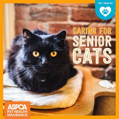 Caring For Senior Cats Cat Care Senior Cat Senior Cat Care