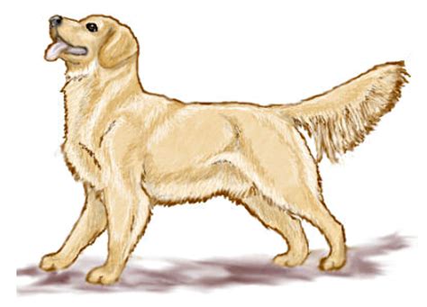 Download High Quality Dog Clipart Golden Retriever Transparent Png
