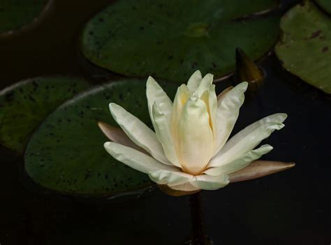 Water Lilies At Kenilworth Aquatic Gardens Mike Powell