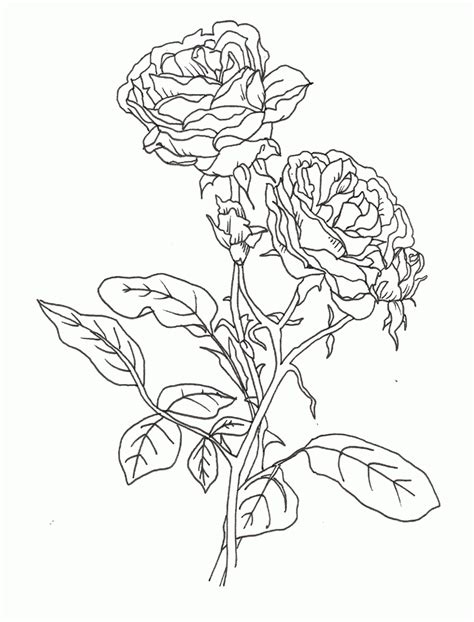 Realistic Rose Colouring Page Clip Art Library
