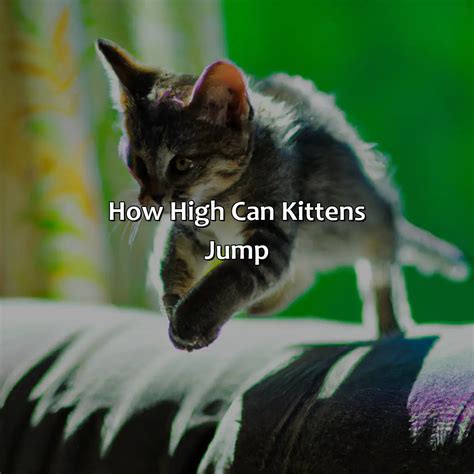 How High Can Kittens Jump Measurements 101