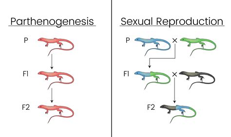 What Is Parthenogenesis Explain The Haplodiploid Meth
