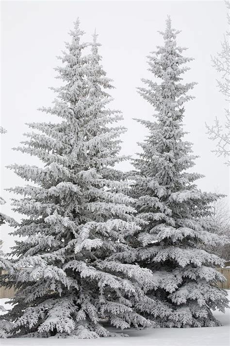 Snow Covered Evergreen Trees By Lessie Snow Covered Trees I Love