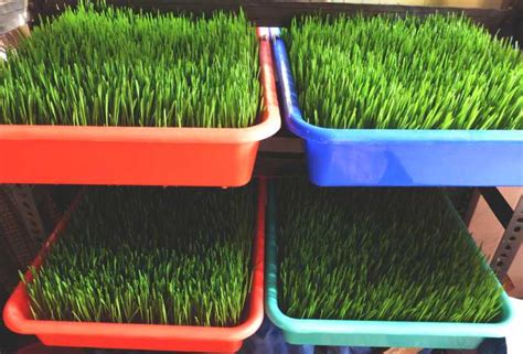 How To Grow Wheatgrass At Home Addy Wheatgrass