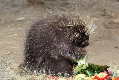 Characteristics and Evolution of Porcupines - NYK Daily