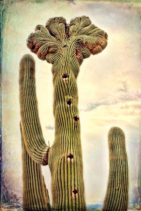 crazy cactus racklopez