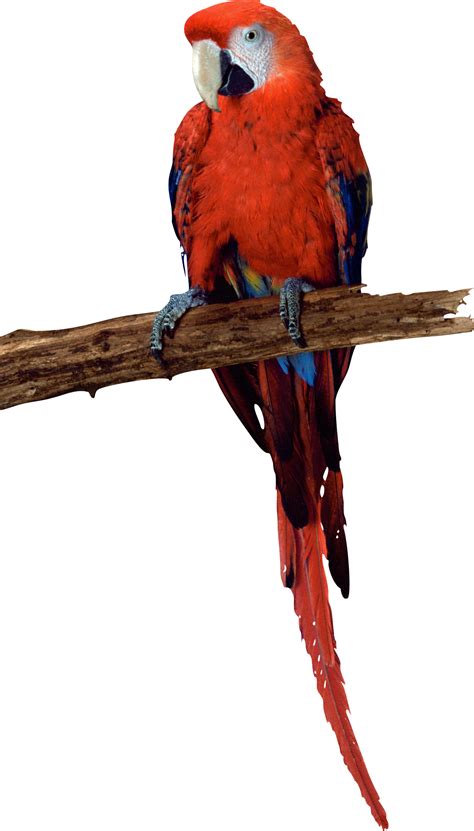 Parrot Png Image Transparent Image Download Size 1200x2104px