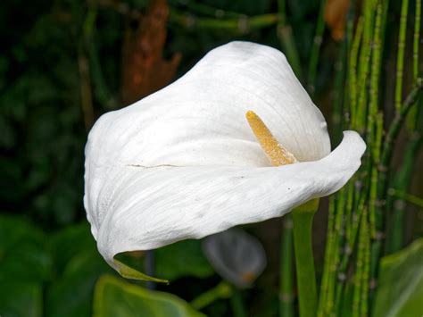 Learn about 40 different types of lilies and see beautiful pictures of them, too. File:Arum lily, Calla lily flower, at Boreham, Essex ...