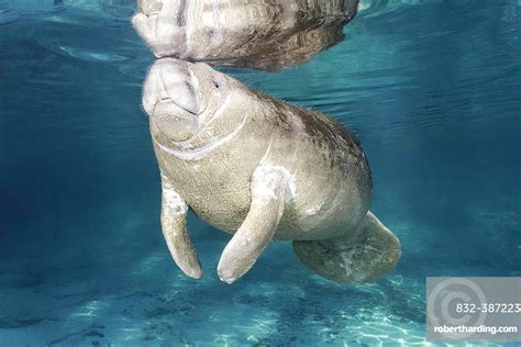 West Indian Manatee Trichechus Manatus Stock Photo
