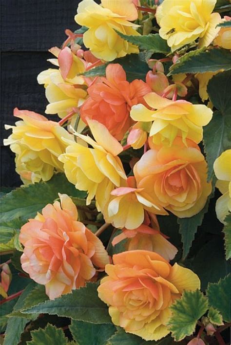 Begonia Apricot Shades Love These Tuberous Begonias And Will