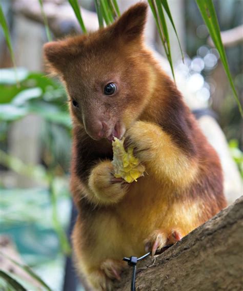 Meet Mian The Endangered Tree Kangaroo Joey Cute Animals Endangered