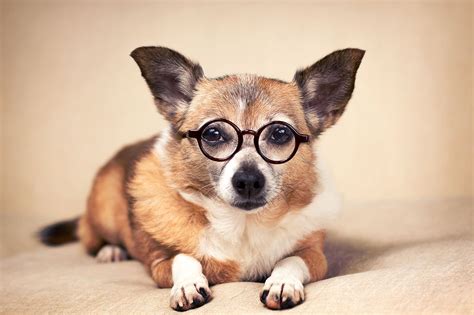 How Clever Is Your Dog Try These 5 Simple Tests