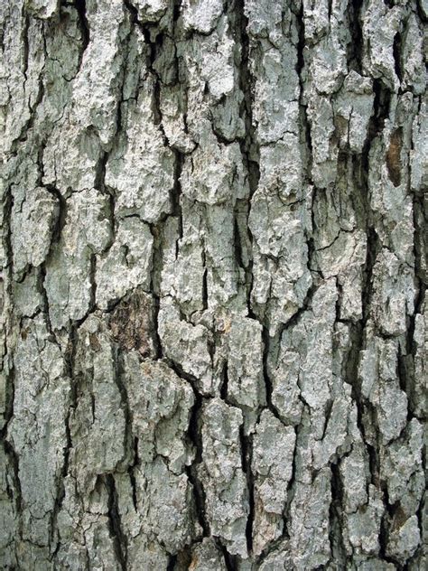 Tree Bark Texture Closeup Of A Tree Trunk Stock Photo