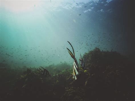 Fishes Underwater Original Public Domain Free Photo Rawpixel