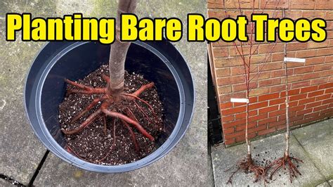 Planting Bare Root Fruit Trees In Containers Youtube