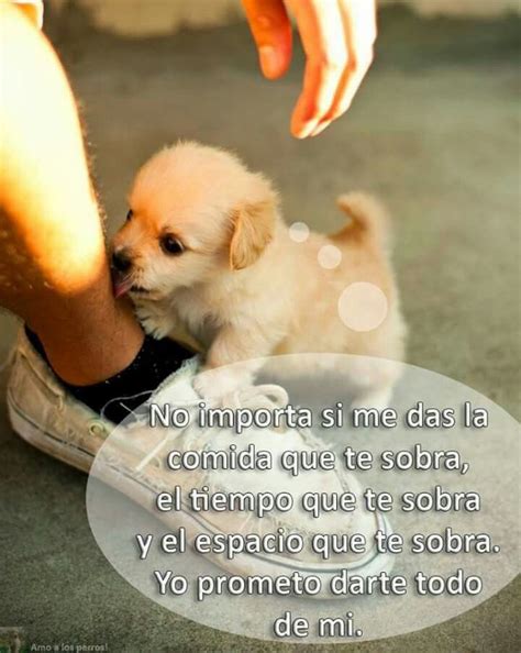 Pin De Perrie En Frases Animaladas Perros Mascotas Frases Amor De Perro