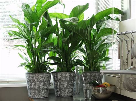 Trova una vasta selezione di piante da interno tropicale a prezzi vantaggiosi su ebay. Piante appartamento, nove specie che crescono rigogliose in casa - Archzine.it