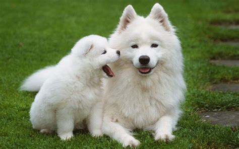 Everything About Your Samoyed Luv My Dogs