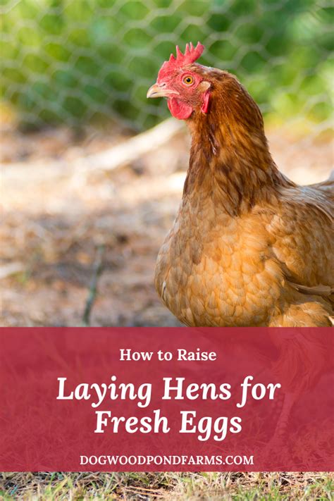 Place your nest in partial or full shade, on or just under the ground, where there's no risk of flooding. How to Raise and Care for Laying Hens in Your Backyard in ...