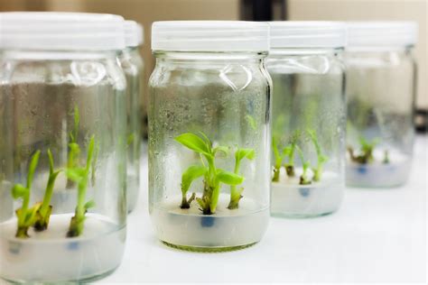 Plant Growth Regulators Impact On Tissue Culture Plant Cell