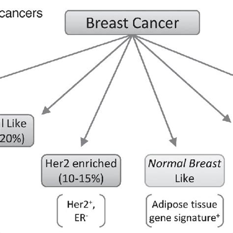 Pdf Histological Molecular And Functional Subtypes Of Breast Cancers