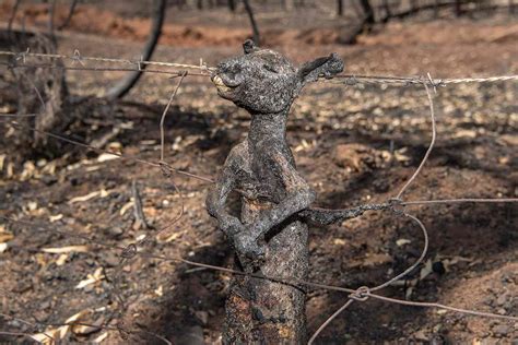 Australian Photographer Opens Up About Dead Kangaroo Burned To Death