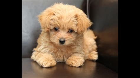 Pros And Cons Of Maltipoo Cute 😍😍 Youtube