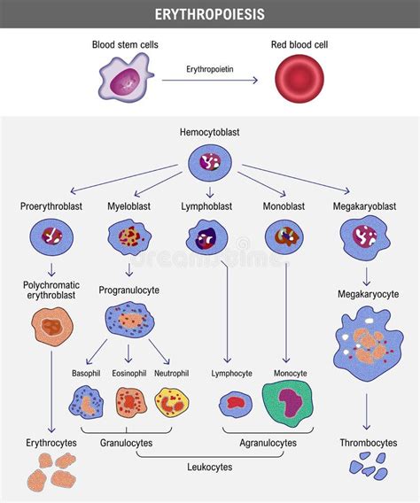 Erythropoiesis The Development Of Red Blood Cell Stock Vector