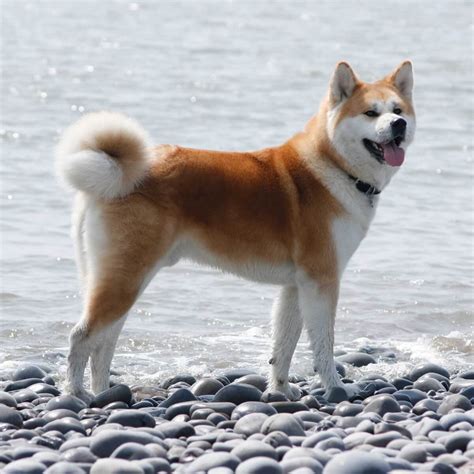 Akita Dog Breed History And Some Interesting Facts