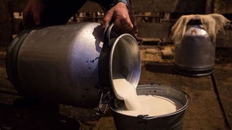 Why Humans Have Evolved To Drink Milk Bbc Future