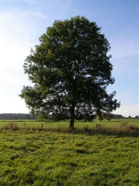 tree wikipedia