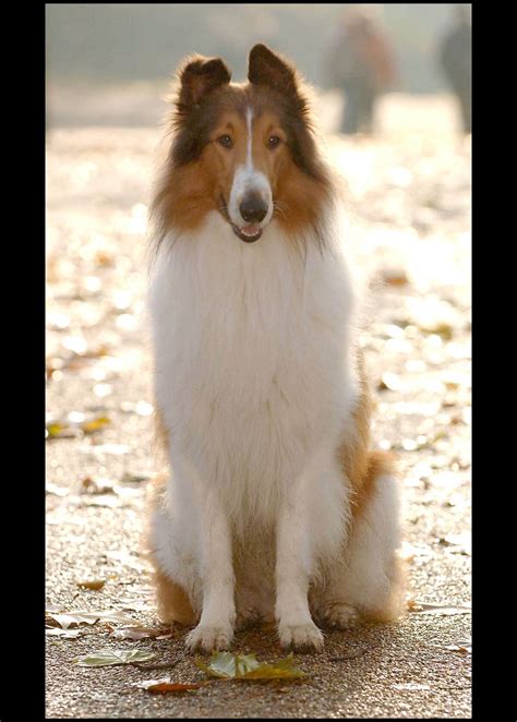 Vidéo Lassie En 2005 à Londres Purepeople