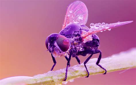 Insects Flies Closeup Drops Hd Wallpaper Rare Gallery