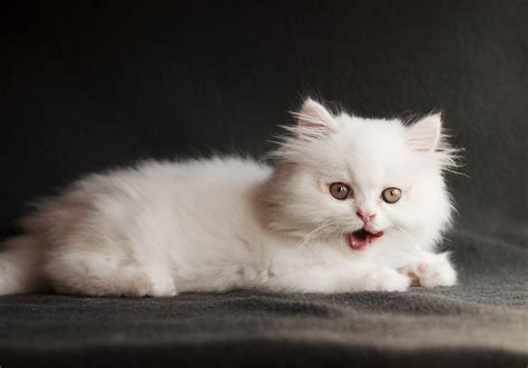 See The Cutest Cat Breeds As Kittens Readers Digest