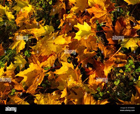 Herbstlaub Am Boden Autumn Leaves Stock Photo Alamy