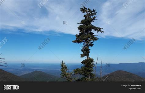 Lonely Christmas Tree Image And Photo Free Trial Bigstock