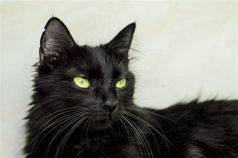 Portrait Of A Black Cat With Green Eyes Stock Image Image Of Hunter